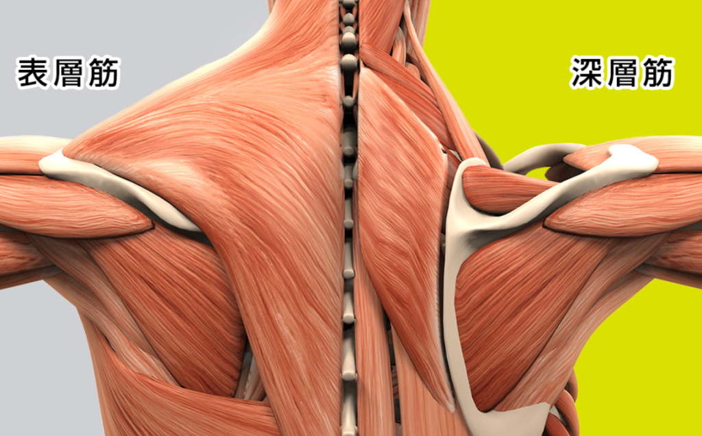 ドクターストレッチ深層筋（インナーマッスル）